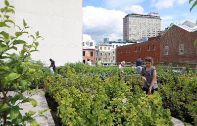 Québec dévoile la première version de son plan d’action en agriculture urbaine
