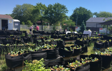Effets de la pandémie sur l’alimentation et la pratique de l’agriculture urbaine à Montréal