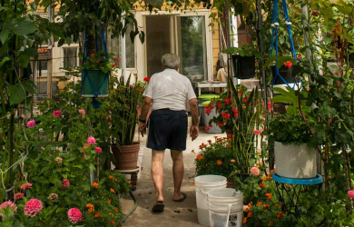 « La ruelle des vignerons » : un reportage sur le patrimoine agricole urbain de la communauté italo-montréalaise de la Petite Italie