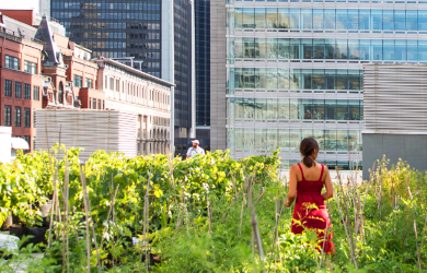 Budget Participatif de Montréal : de nombreux projets d’agriculture urbaine d’envergure
