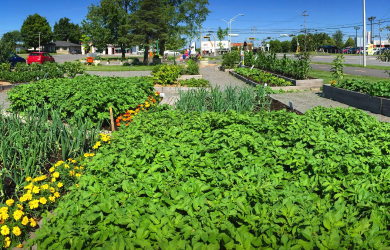 Agriculture Urbaine Dans Le Monde Municipal Une Aide Financière