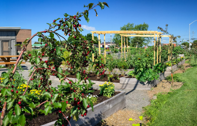 Victoriaville et La Pocatière, villes lauréates des premiers prix en agriculture urbaine des Fleurons du Québec