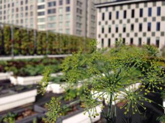 Le palais des congrès de Montréal reçoit une récompense d'innovation grâce à l'agriculture urbaine
