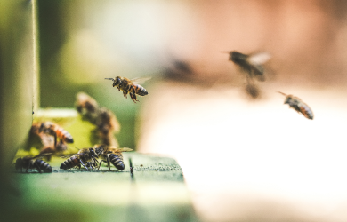 S'adapter au comportement des abeilles