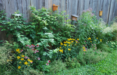 Cinq principes d’aménagement d’un jardin pour abeilles