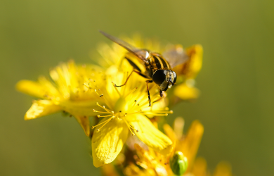 Pourquoi les pollinisateurs «butinent»-ils?