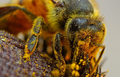 Qu’est-ce que la pollinisation?