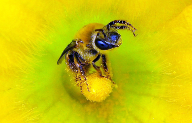 L'abeille des citrouilles