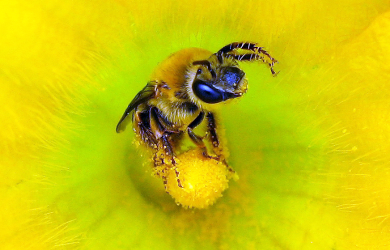 Les pollinisateurs sauvages montréalais