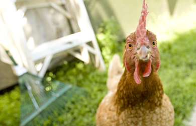 Propriétaires de poulaillers urbains, que devez-vous savoir sur la grippe aviaire?