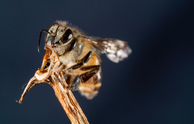 Pollinisateurs et autres insectes