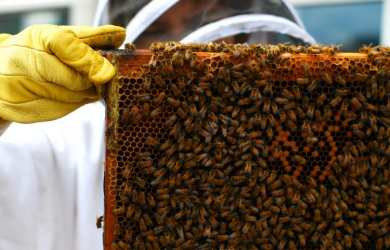 Installer un rucher: par où commencer?