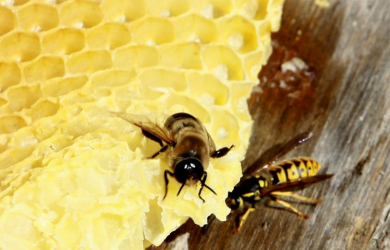 La biologie de l'abeille