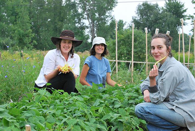 Des collaboratrices de Terre-Promise récoltent des haricots jaunes dans le champ. Copyright: Terre Promise