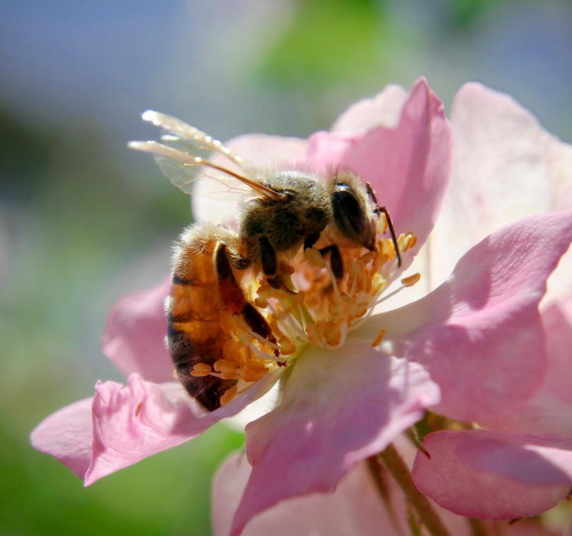 abeille mellifère