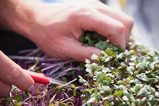 Découpe de micropousses cultivées dans la serre communautaire. Crédit photo : Léonie Rouette-Tétreault. 