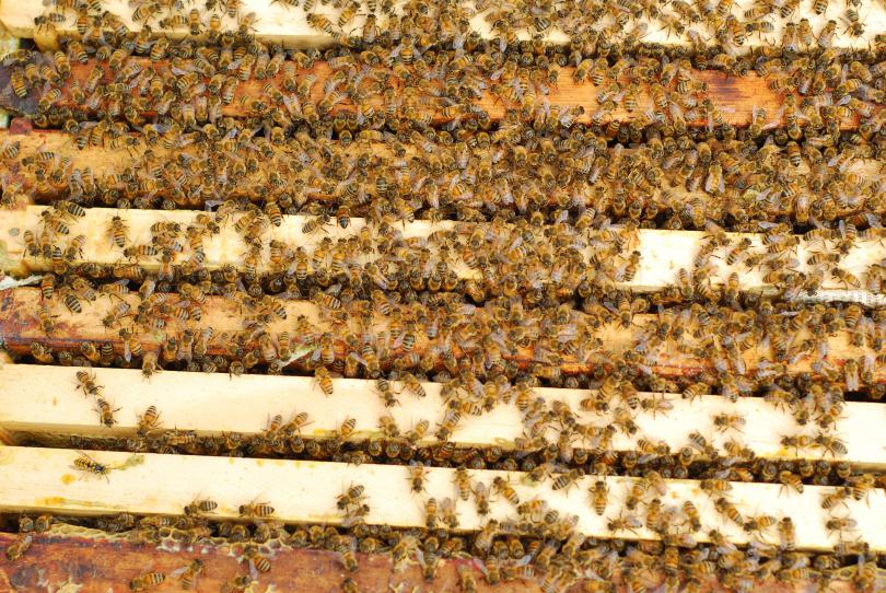 La vie de la ruche — Département de Biologie