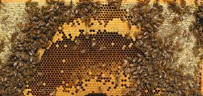 Jeunes abeilles et reine. De nos amis.es du Toronto BeeKeeping Coop