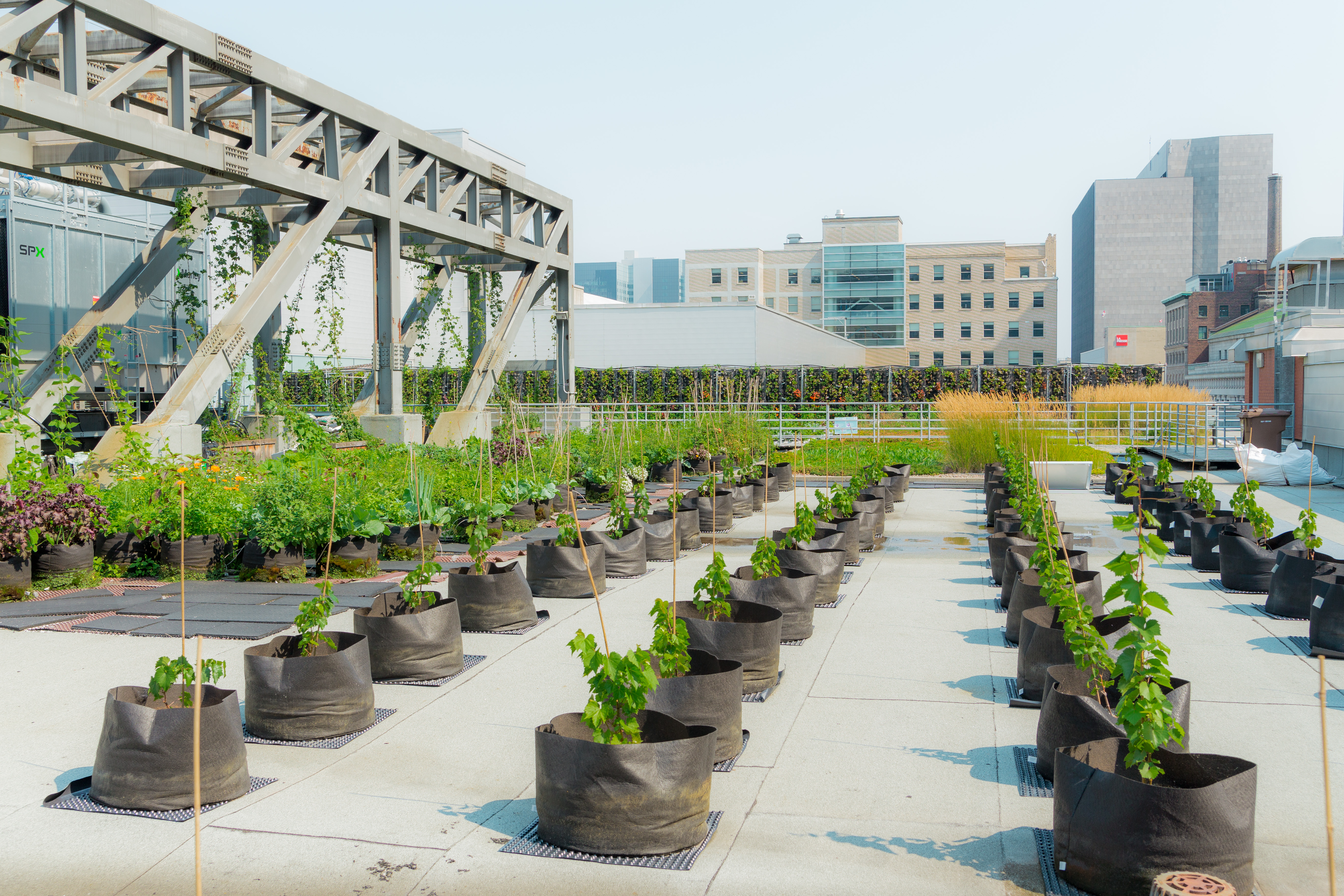 Geotextile Vignes en Ville