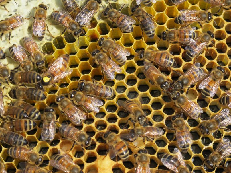 La vie d'une ruche : fonctionnement et organisation des abeilles